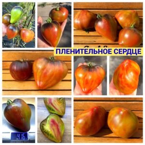 ПЛЕНИТЕЛЬНОЕ СЕРДЦЕ