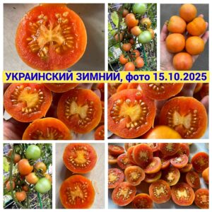 УКРАИНСКИЙ ЗИМНИЙ (UKRAINIAN WINTER, UKRAINSKIY ZIMNIY) - поздний сорт для длительного хранения, 10 семян УКРАИНСКИЙ ЗИМНИЙ