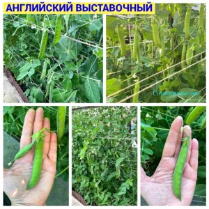 АНГЛИЙСКИЙ ВЫСТАВОЧНЫЙ