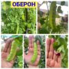 ОБЕРОН
