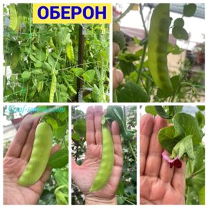 ОБЕРОН