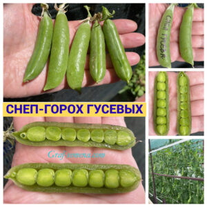 СНЕП ГУСЕВА