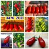 3476 ZUZI