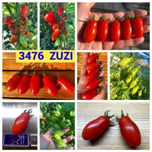 3476 ZUZI
