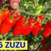 3476 ZUZI 14060