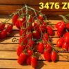 3476 ZUZI 14097