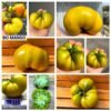 BO MANGO