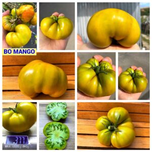 BO MANGO