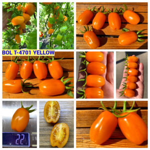 BOL T-4701 YELLOW