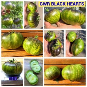 GWR Black Hearts