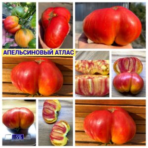 АПЕЛЬСИНОВЫЙ АТЛАС