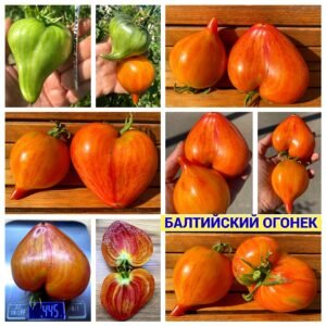 БАЛТИЙСКИЙ ОГОНЕК