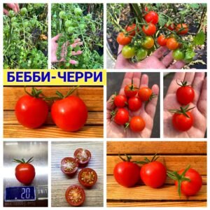 БЕББИ-ЧЕРРИ