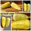 БЕЛЫЙ АМИ