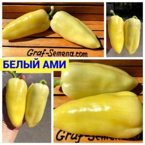 БЕЛЫЙ АМИ