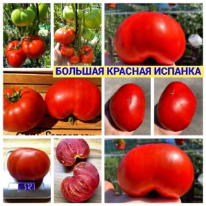 БОЛЬШАЯ КРАСНАЯ ИСПАНКА