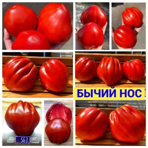 БЫЧИЙ НОС