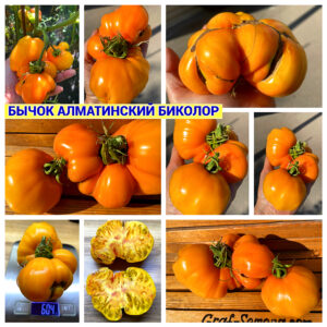 БЫЧОК АЛМАТИНСКИЙ БИКОЛОР