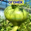 БАЛТИЙСКИЙ ОГОНЕК 14215