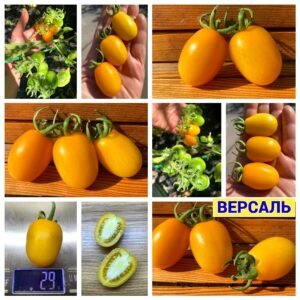 ВЕРСАЛЬ