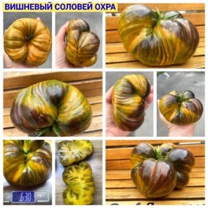 ВИШНЕВЫЙ СОЛОВЕЙ ОХРА