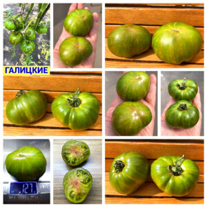 ГАЛИЦКИЕ