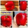 ГЕРКУЛЕС