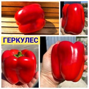 ГЕРКУЛЕС