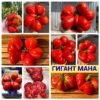 ГИГАНТ МАНА