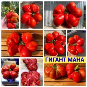 ГИГАНТ МАНА