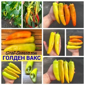 ГОЛДЕН ВАКС