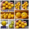 ГОРДЕЙ КРЕМ