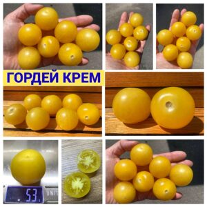 ГОРДЕЙ КРЕМ