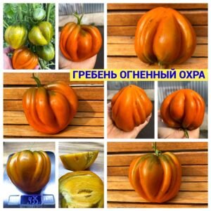 ГРЕБЕНЬ ОГНЕННЫЙ ОХРА