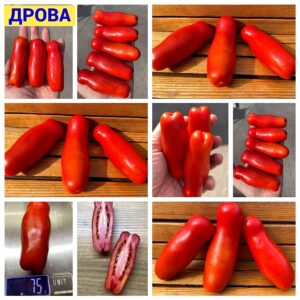 ДРОВА