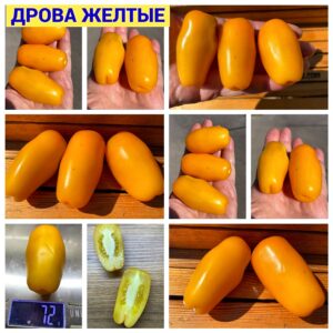 ДРОВА ЖЕЛТЫЕ
