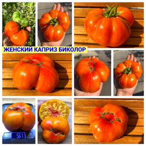 ЖЕНСКИЙ КАПРИЗ БИКОЛОР