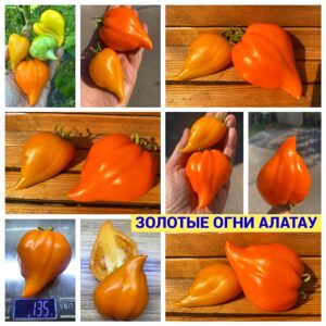 ЗОЛОТЫЕ ОГНИ АЛАТАУ