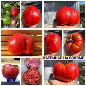 КАРДИНАЛ НА СОЛОМЕ