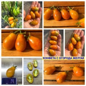 КОНФЕТА С ОГОРОДА ЖЕЛТАЯ