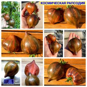 КОСМИЧЕСКАЯ РАПСОДИЯ