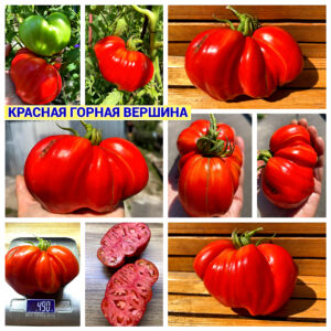 КРАСНАЯ ГОРНАЯ ВЕРШИНА