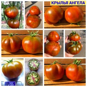 КРЫЛЬЯ АНГЕЛА