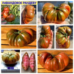ЛАВАНДОВОЕ РАНДЕВУ