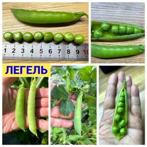 ЛЕГЕЛЬ