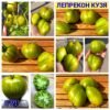 ЛЕПРЕКОН КУЗЯ