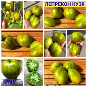 ЛЕПРЕКОН КУЗЯ