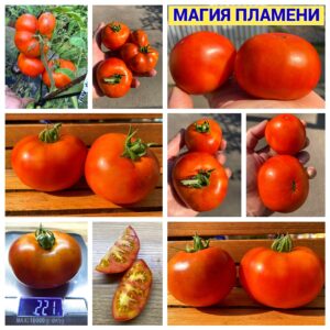 МАГИЯ ПЛАМЕНИ