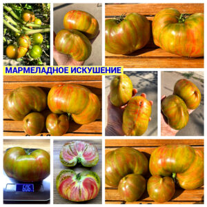МАРМЕЛАДНОЕ ИСКУШЕНИЕ