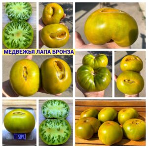 МЕДВЕЖЬЯ ЛАПА БРОНЗА